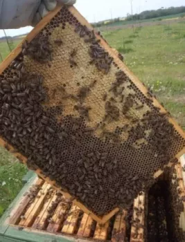 Rodziny pszczele ul ule pszczoły